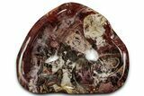 Polished Petrified Wood Bowl - Madagascar #337504-1